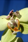 Orchideen-Mantis Jungtier