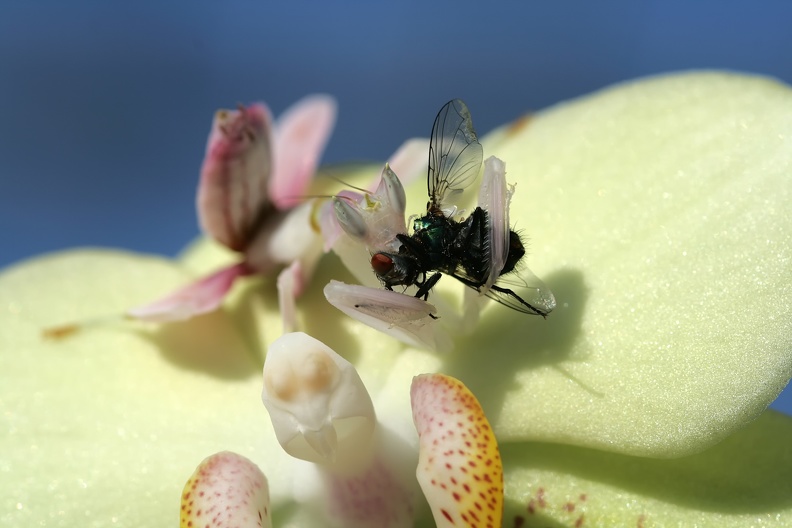 Orchideen-Mantis mit Fliege