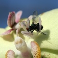 Orchideen-Mantis mit Fliege