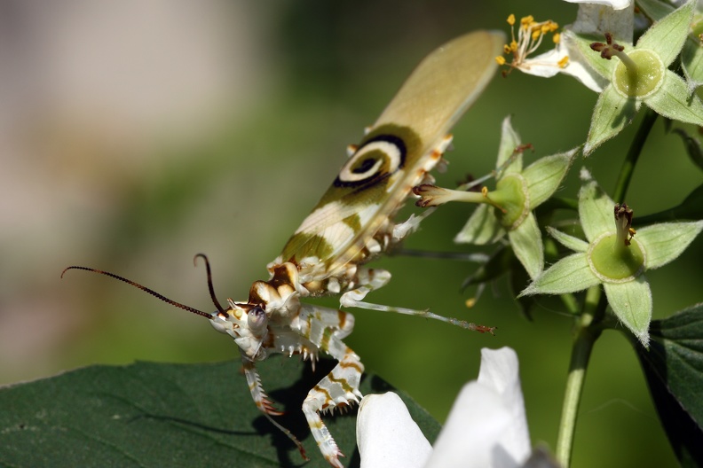 Afrikanisch Blütenmantis