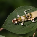 Pseudocreobotra wahlbergi auf Blatt