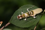 Pseudocreobotra wahlbergi auf Blatt