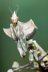 Große Teufelsblume im Porträt