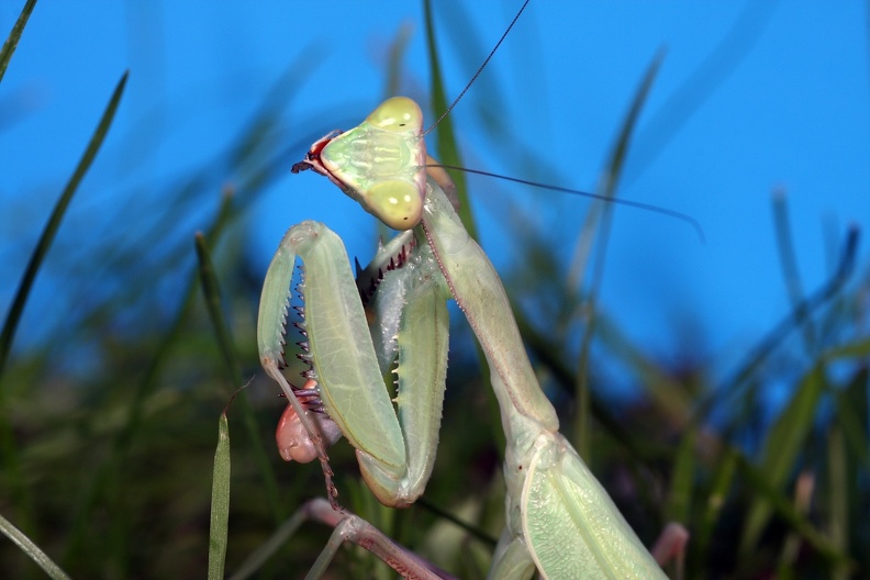 tenodera_0974.JPG