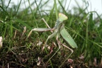 Sphodromantis viridis (3588 visits) Die Beine dieser afrikanischen Riesengottesanbeterin sind etwas rötlich und leicht mit den umgebend... Sphodromantis viridis