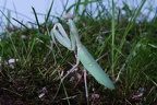 Afrikanische Riesengottesanbeterin (4354 visits) Sphodromantis viridis lebt in dieser Größe nicht mehr im offenen Grasland. Die Flügeldecken sind ... Afrikanische Riesengottesanbeterin
