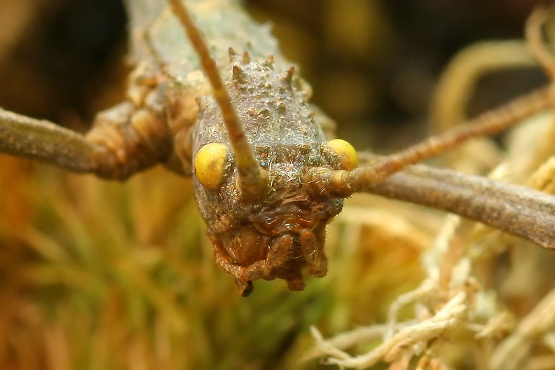 Porträt Stabschrecke
