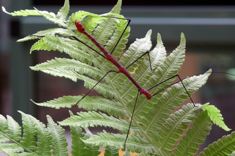 Farnstabschrecke rot