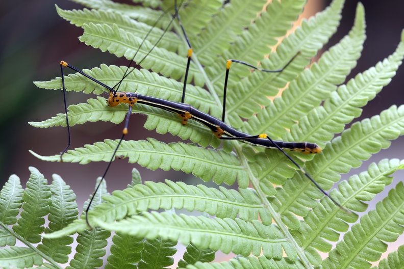 Farnstabschrecke gelb
