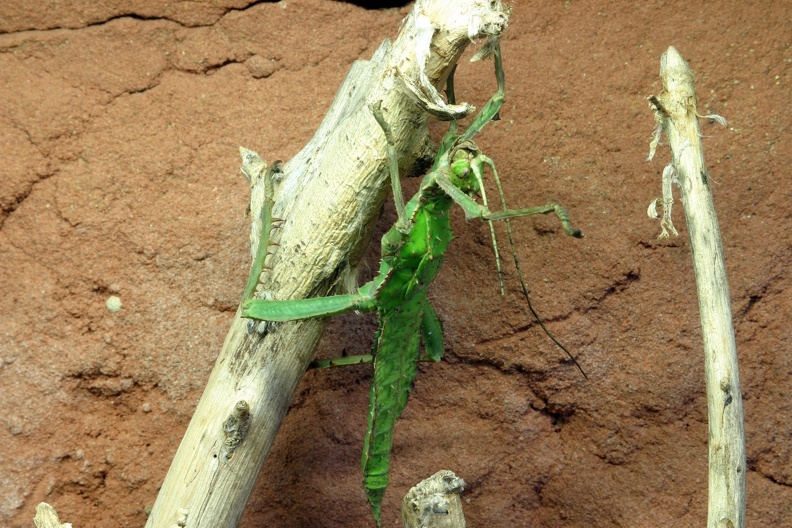 Riesenblatt Gespenstschrecke