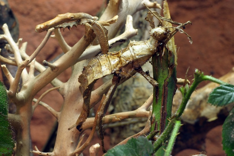 Riesenblatt Gespenstschrecke