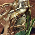 Riesenblatt Gespenstschrecke