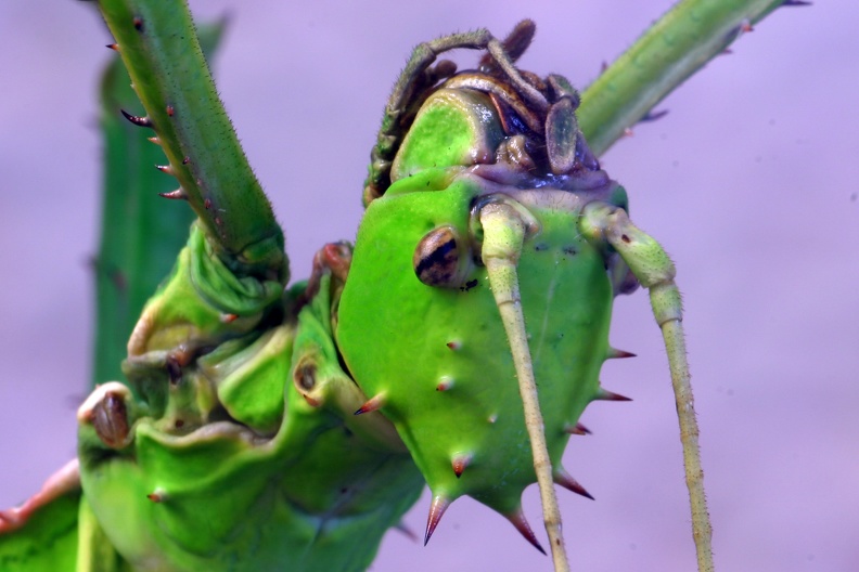 Riesenblatt Gespenstschrecke