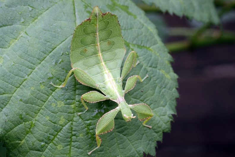 Wandelndes Blatt Porträt