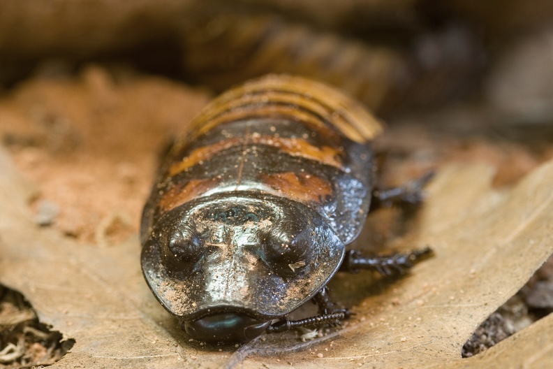 Madagaskar- Fauchschabe