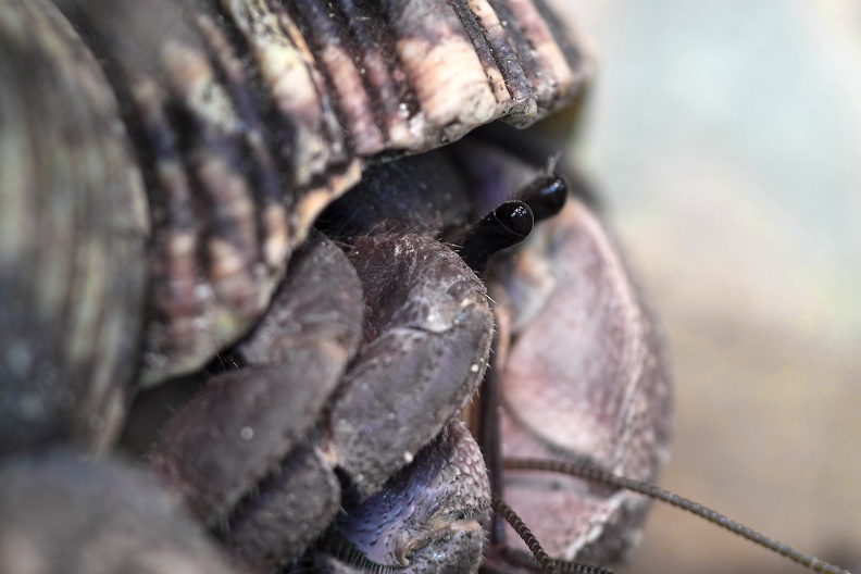 Augen Einsiedlerkrebs
