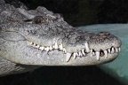 Nilkrokodil Porträt