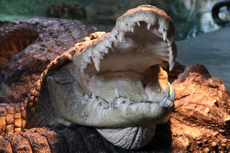 Wie bei anderen Reptilien wird die Thermoregulation auch bei Nilkrokodilen über Verhaltensweisen gesteuert, das geöffnete Maul beim Krokodilmännchen ist eine solche. kroko_4808.jpg
