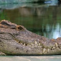 krokodil_8613.jpg