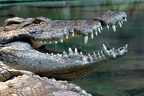 Krokodile