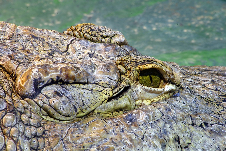 Krokodilsohr