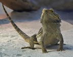 Bartagame