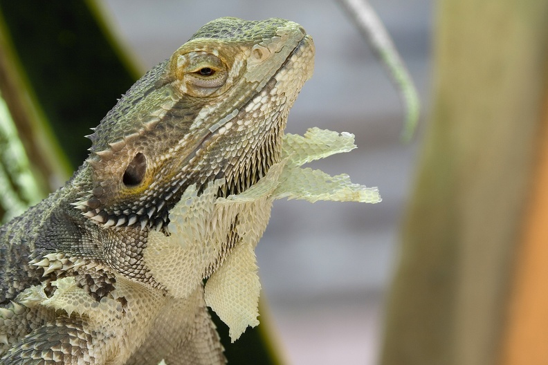 Bartagame in Häutung