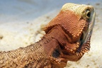 Bartagame