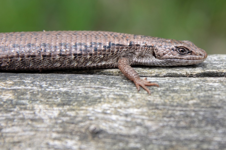 Alligatorschleiche