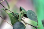 Jemenchamaeleon
