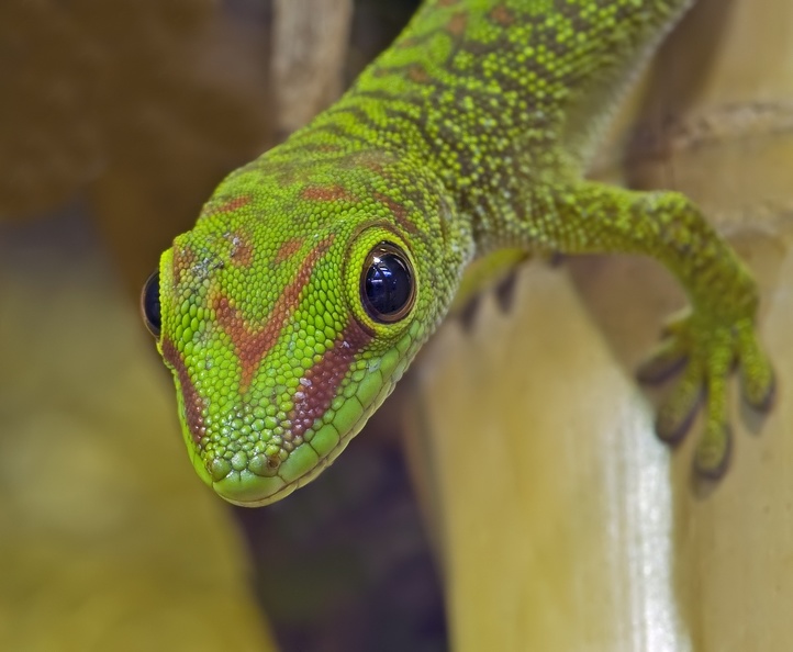 Madagaskar Taggecko