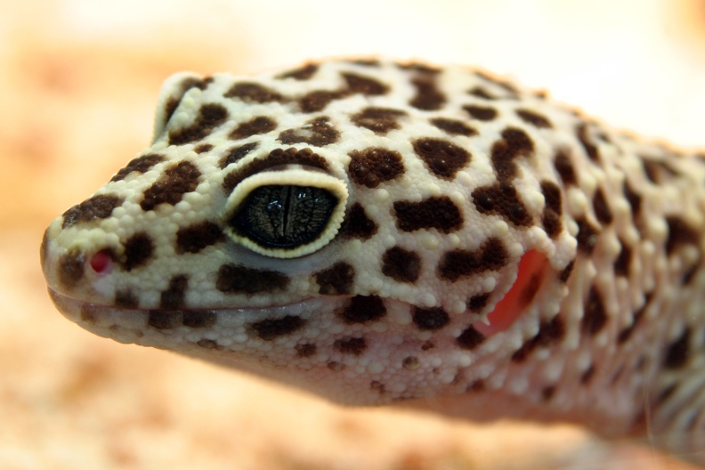 leopardgecko_002.jpg