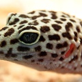 Leopardgecko Portrait