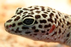 Leopardgecko Portrait