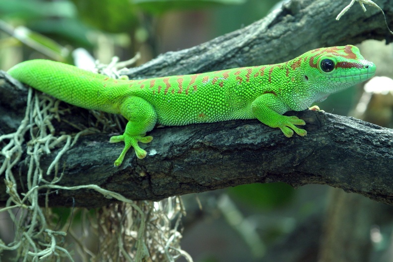 Madagaskar Taggecko 