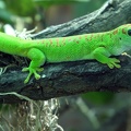 Madagaskar Taggecko 
