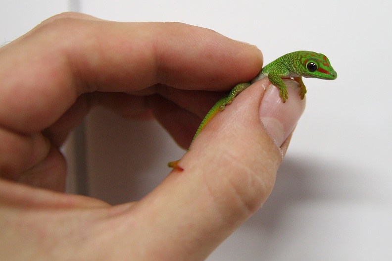 phelsuma_7009.JPG