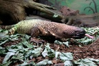 Züngelnde Skorpion Krustenechse
