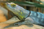 Blauer Felsenleguan