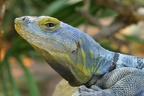Porträt Blauer Felsenleguan