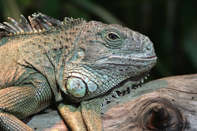 Grüner Leguan