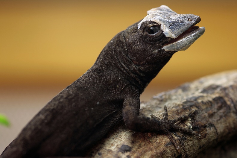 anolis_9562.jpg