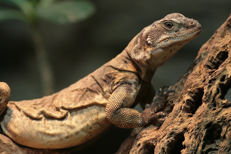 chuckwalla_3393.jpg