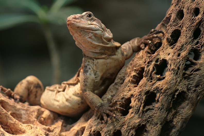 chuckwalla_3403.jpg