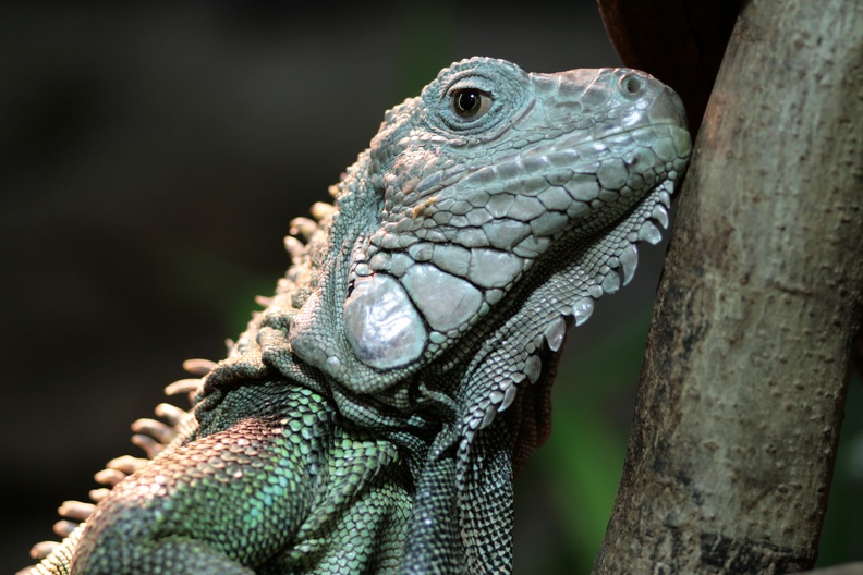 Grüner Leguan