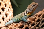 Halsbandleguan
