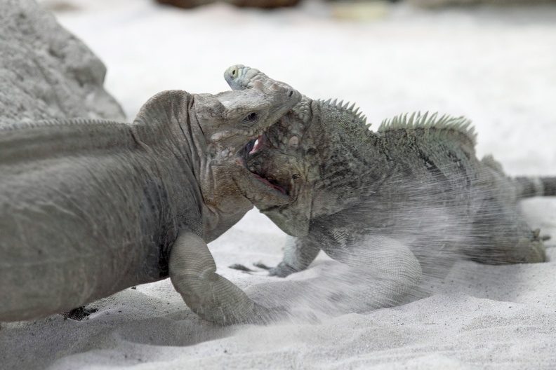 Streitigkeiten unter Leguanen