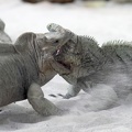 Streitigkeiten unter Leguanen