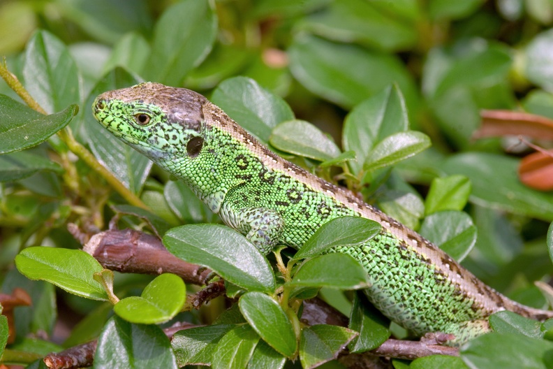 Zauneidechsenmännchen