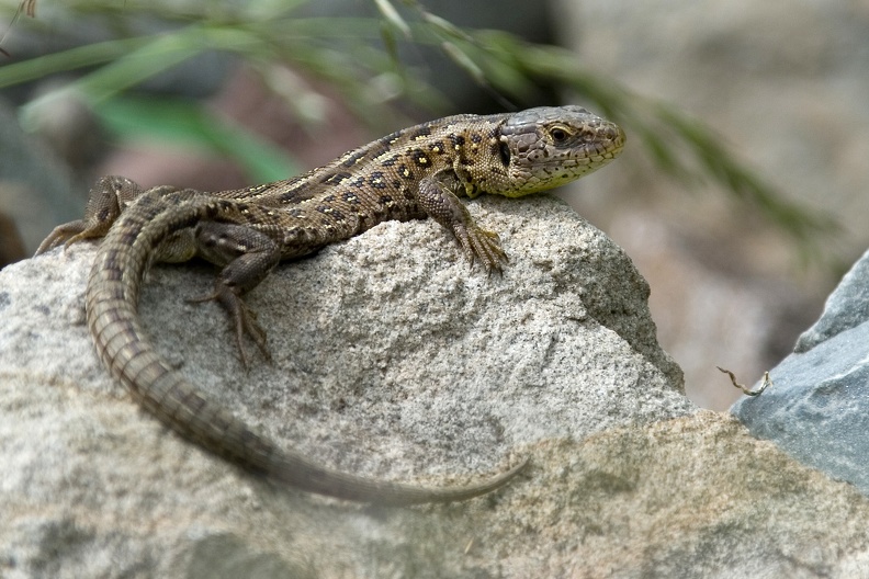 Zauneidechsenweibchen